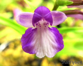 アワチドリ・夢ちどり 蘭裕園 Ranyuen