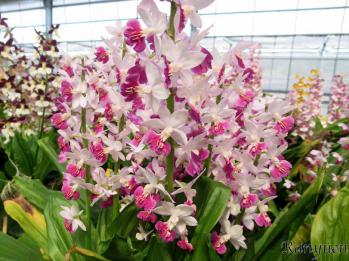 エビネ 蘭裕園 Ranyuen