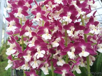 エビネ 蘭裕園 Ranyuen