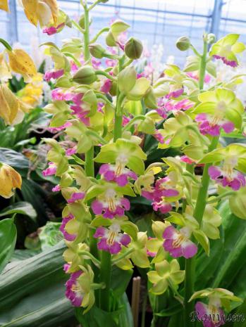 エビネ 蘭裕園 Ranyuen