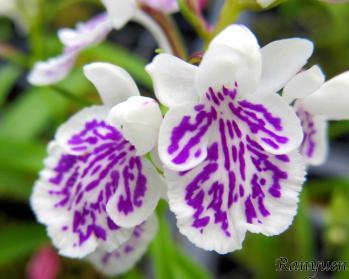 アワチドリ・夢ちどり 蘭裕園 Ranyuen