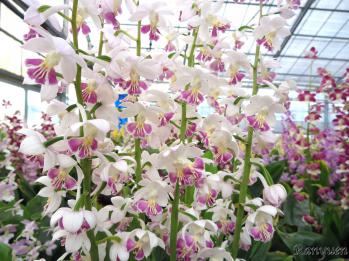 エビネ 蘭裕園 Ranyuen