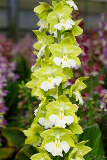 エビネ 蘭裕園 Ranyuen