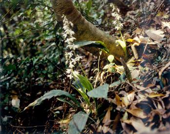 キリシマエビネ 蘭裕園 Ranyuen