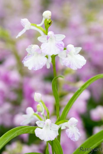 アワチドリ・夢ちどり 蘭裕園 Ranyuen