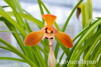 春蘭 蘭裕園 Ranyuen