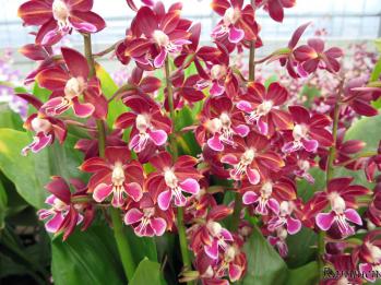 エビネ 蘭裕園 Ranyuen