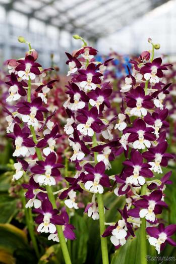 エビネ 蘭裕園 Ranyuen