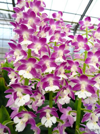 エビネ 蘭裕園 Ranyuen