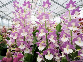 エビネ 蘭裕園 Ranyuen