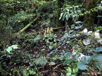 キエビネ 蘭裕園 Ranyuen