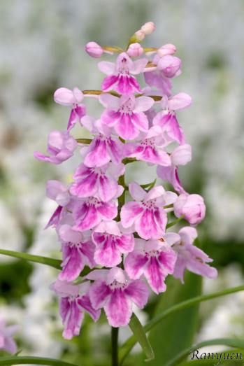 アワチドリ・夢ちどり 蘭裕園 Ranyuen