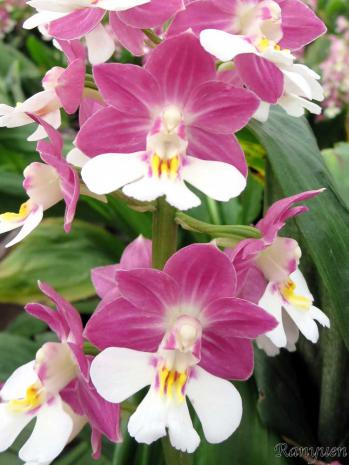 エビネ 蘭裕園 Ranyuen