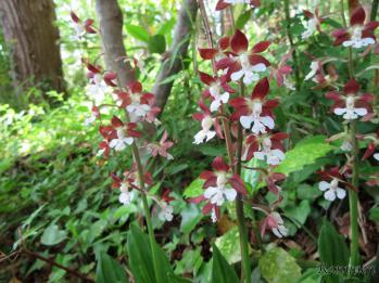 ジエビネ 蘭裕園 Ranyuen