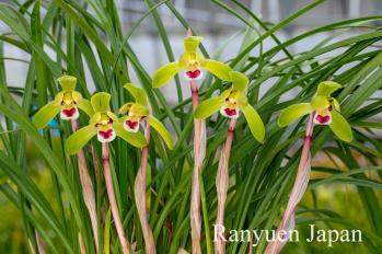 春蘭 蘭裕園 Ranyuen