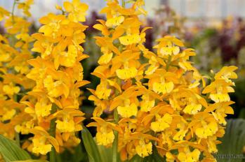 エビネ 蘭裕園 Ranyuen