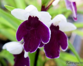 アワチドリ・夢ちどり 蘭裕園 Ranyuen