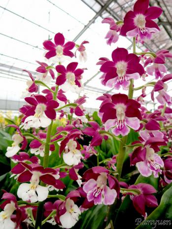 エビネ 蘭裕園 Ranyuen