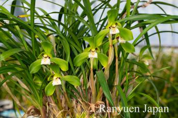 春蘭 蘭裕園 Ranyuen