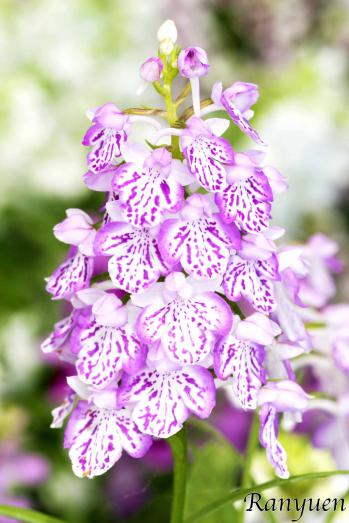アワチドリ・夢ちどり 蘭裕園 Ranyuen