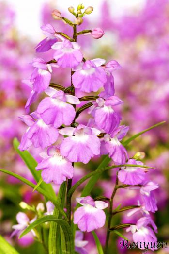 アワチドリ・夢ちどり 蘭裕園 Ranyuen