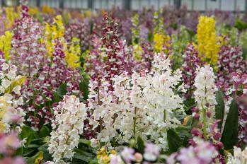 エビネ 蘭裕園 Ranyuen