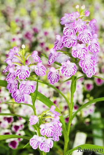 アワチドリ・夢ちどり 蘭裕園 Ranyuen