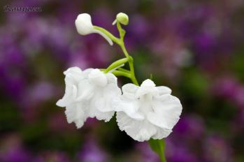 アワチドリ・夢ちどり 蘭裕園 Ranyuen