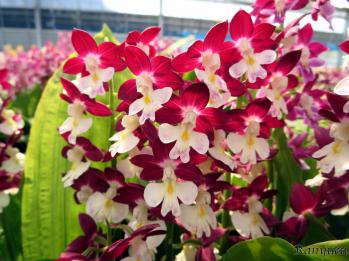 エビネ 蘭裕園 Ranyuen