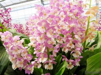 エビネ 蘭裕園 Ranyuen