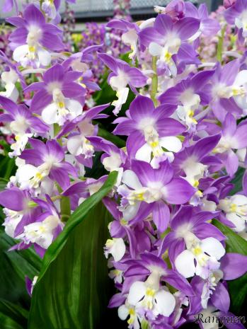 エビネ 蘭裕園 Ranyuen