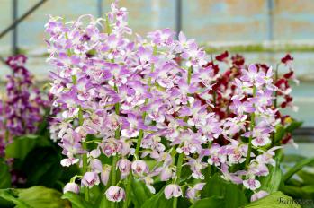 エビネ 蘭裕園 Ranyuen