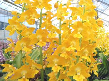 エビネ 蘭裕園 Ranyuen