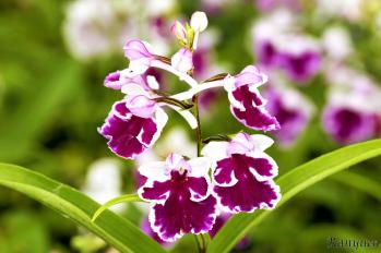 アワチドリ・夢ちどり 蘭裕園 Ranyuen