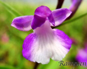 アワチドリ・夢ちどり 蘭裕園 Ranyuen