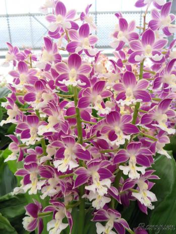 エビネ 蘭裕園 Ranyuen