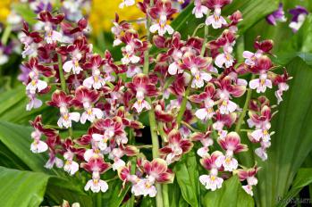 エビネ 蘭裕園 Ranyuen