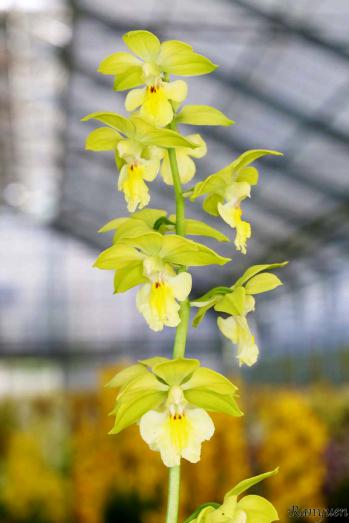 エビネ 蘭裕園 Ranyuen