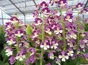 エビネ 蘭裕園 Ranyuen