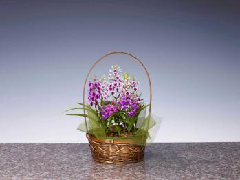 蘭裕園スタイル 蘭裕園 Ranyuen