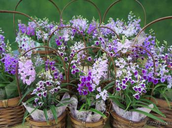 蘭裕園スタイル 蘭裕園 Ranyuen