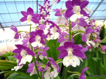 エビネ 蘭裕園 Ranyuen