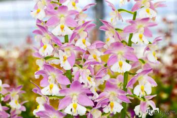 エビネ 蘭裕園 Ranyuen