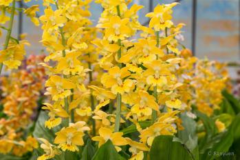 エビネ 蘭裕園 Ranyuen