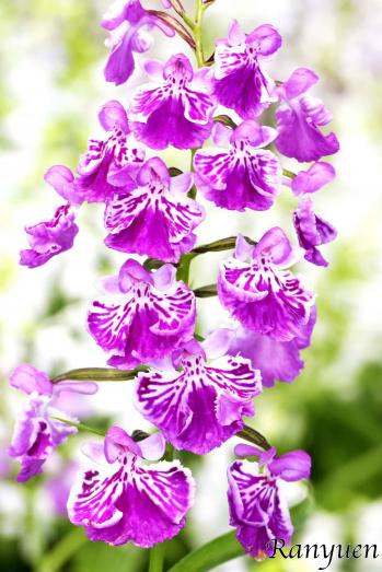 Ponerorchis Ranyuen
