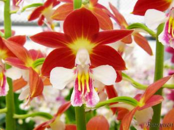 エビネ 蘭裕園 Ranyuen