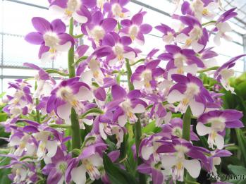 エビネ 蘭裕園 Ranyuen