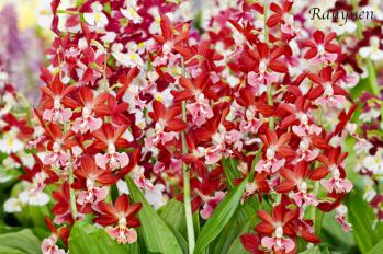 エビネ 蘭裕園 Ranyuen