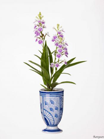 蘭裕園スタイル 蘭裕園 Ranyuen