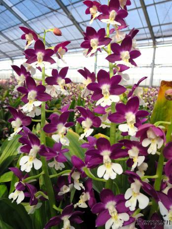 エビネ 蘭裕園 Ranyuen